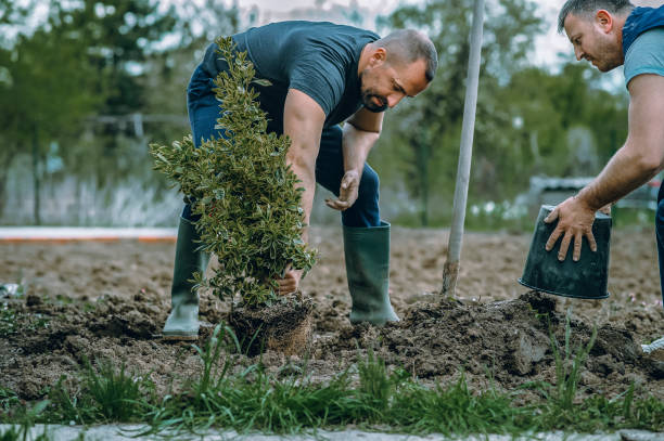 How Our Tree Care Process Works  in  Springville, NY